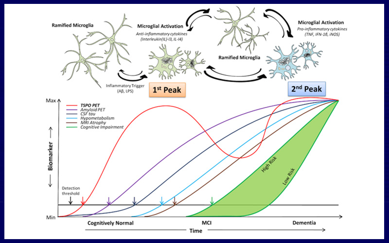 Neuro inflammation and Amyloid Study